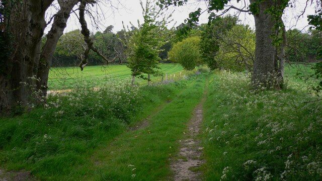 Footpath towards wood north of Dumpford Lane This was taken at the point where the path crosses a small (and at that time dry) watercourse.