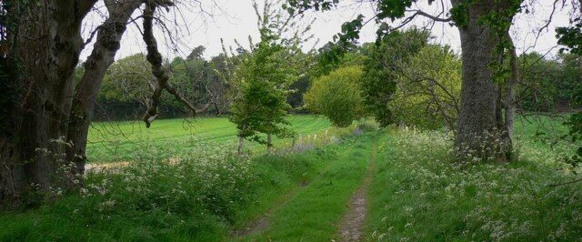 Footpath towards wood north of Dumpford Lane This was taken at the point where the path crosses a small (and at that time dry) watercourse.