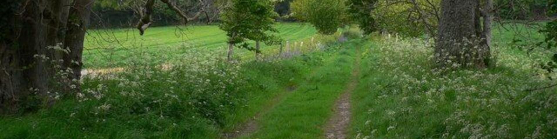 Footpath towards wood north of Dumpford Lane This was taken at the point where the path crosses a small (and at that time dry) watercourse.