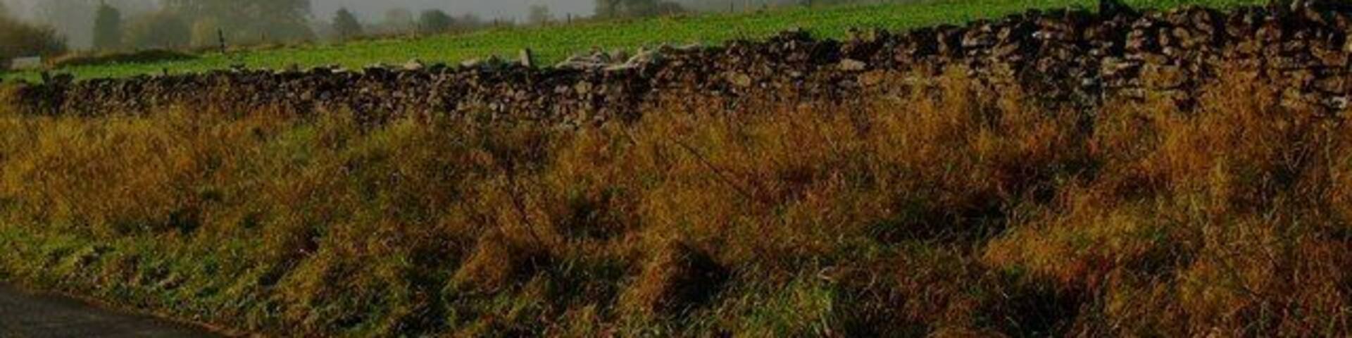 Walled up sugar beet Roadside vegetation in autumn tint fronts a drystone wall to the side of Braygate Balk, Levisham. A good crop of Sugar beet is to be seen in the field.