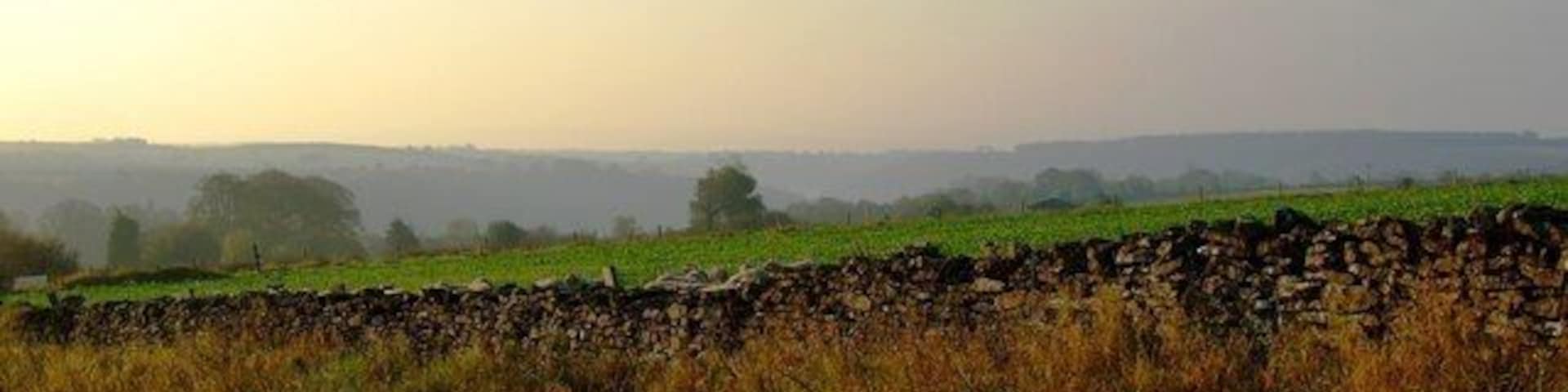 Walled up sugar beet Roadside vegetation in autumn tint fronts a drystone wall to the side of Braygate Balk, Levisham. A good crop of Sugar beet is to be seen in the field.