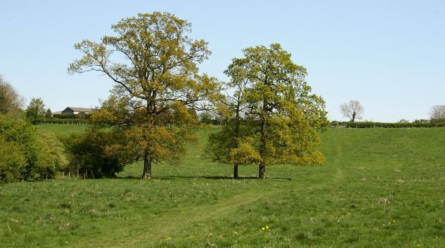 Footpath. This footpath connects 435597 (ahead, at the hedge in the distance) with 435346 (behind the viewpoint). Roughly opposite the line of the trees in the centre ground of the photograph another public footpath leaves this footpath for a more southerly link with Longlands Lane. The buildings on the left horizon are part of a property called TheElacres. For a more easterly (ahead) photograph of the footpath but looking backward, toward this viewpoint, click here 435586. For a more westerly (behind the viewpoint) photograph of the footpath, click here 435572.