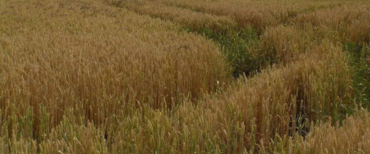 Pause in the Harvest. Combine harvester takes Sunday off as the previous evening brought welcome prolonged heavy rain across the area. Taken a little North of Wrelton village, North Yorkshire, Great Britain.