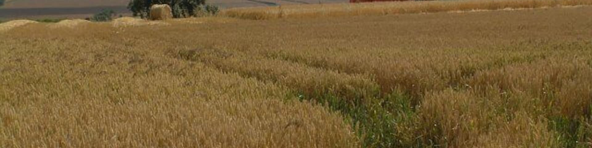 Pause in the Harvest. Combine harvester takes Sunday off as the previous evening brought welcome prolonged heavy rain across the area. Taken a little North of Wrelton village, North Yorkshire, Great Britain.