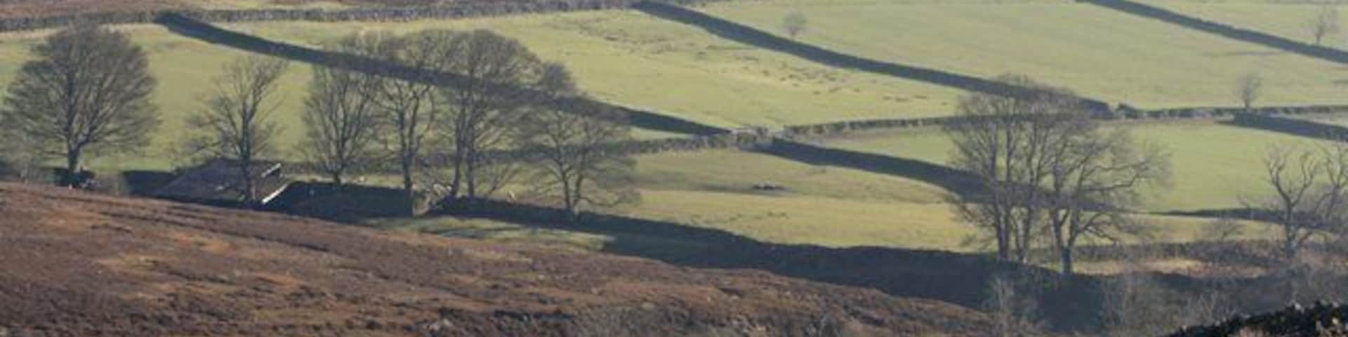 View Across Hamer Beck To the fields of Higher Row Mires farm. The far ridge is Row Mires Rigg a spur of Hamer Moor.