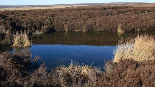 Pond, Hamer Moor Marked as a pit on the map, probably an old sandstone quarry.