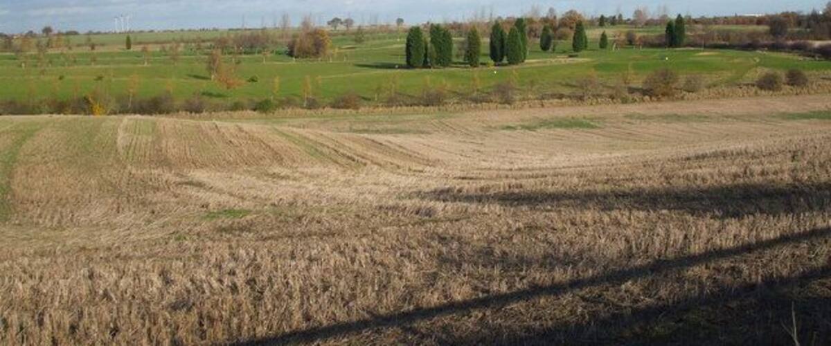 A vast agricultural field with rows of crops, a distant line of trees, and a cloudy sky.