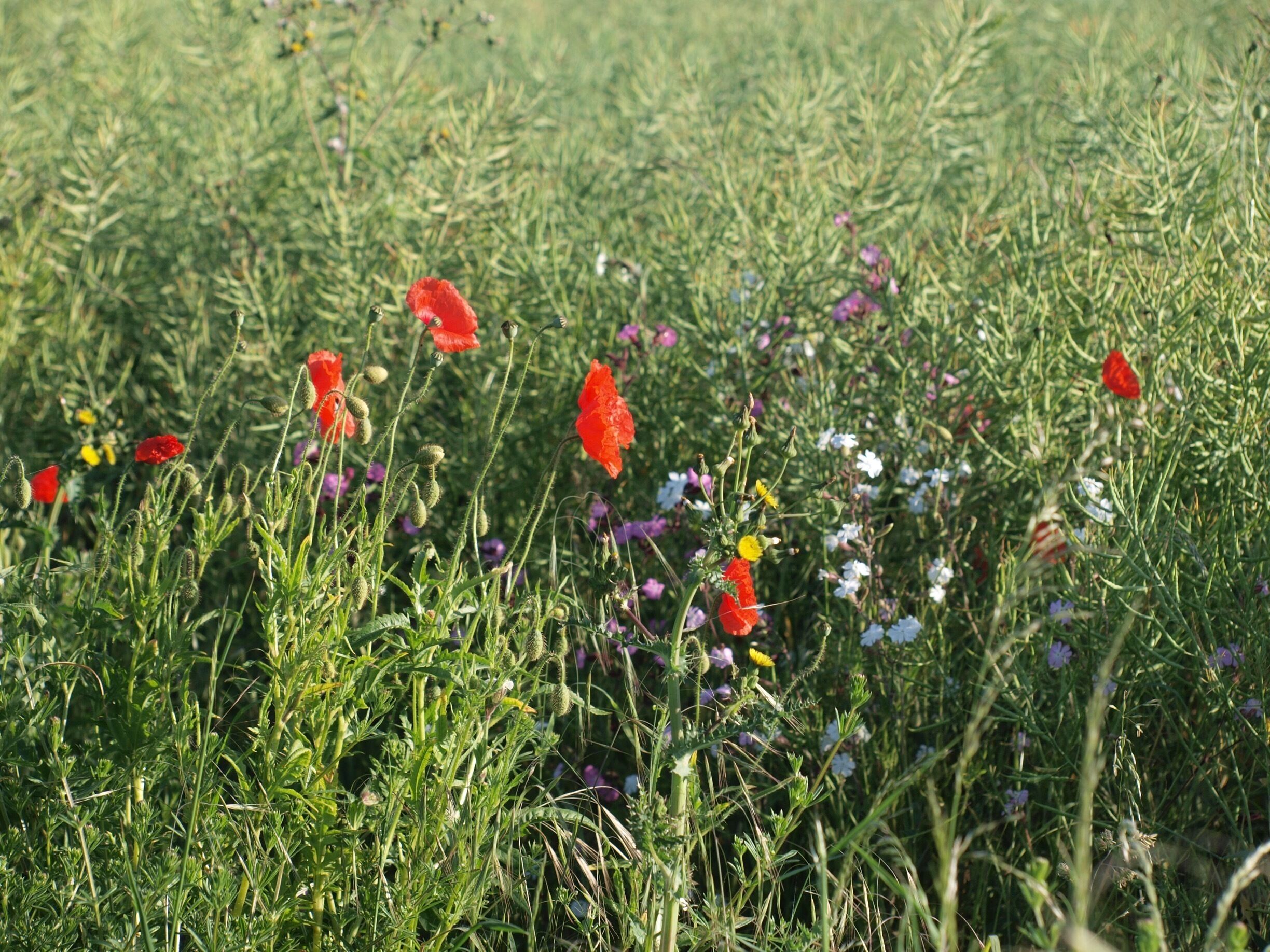 Wild flowers blooming 