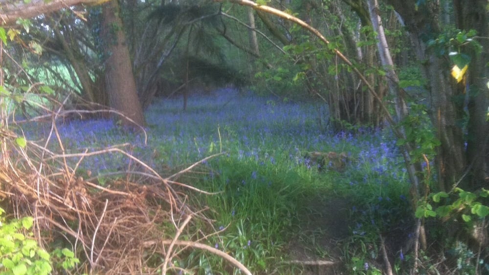 Ein Wald mit einem umgestürzten Baum, dichtem Grün und einem Feld blauer Blumen.