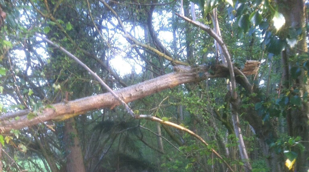 Earlier this year a great year for bluebells