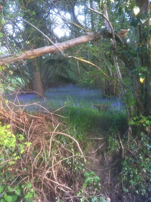 Earlier this year a great year for bluebells