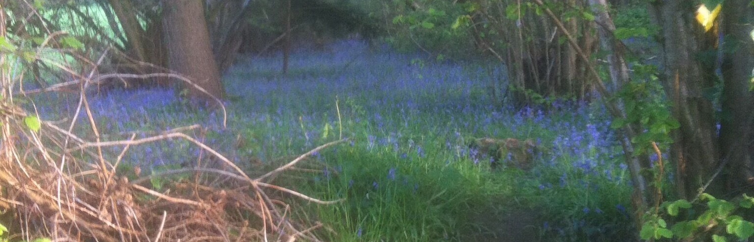 Earlier this year a great year for bluebells