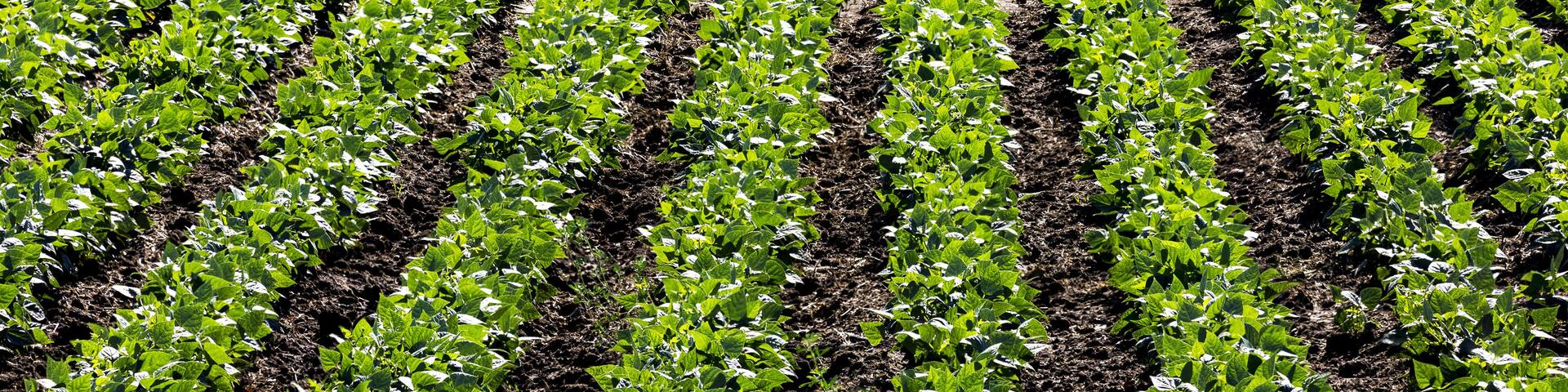 Rows of green potato plants in a field; Taber, Alberta, Canada