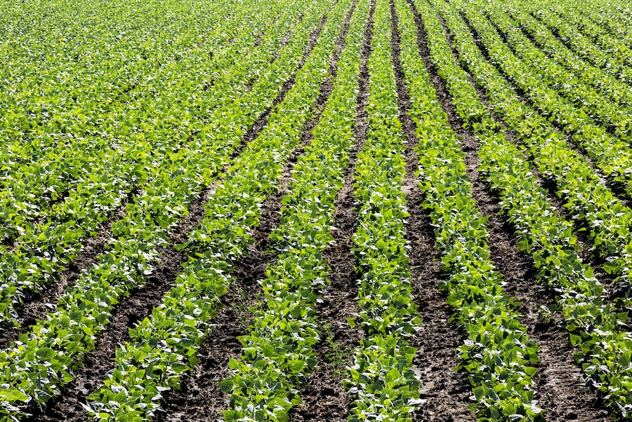 Rows of green potato plants in a field; Taber, Alberta, Canada