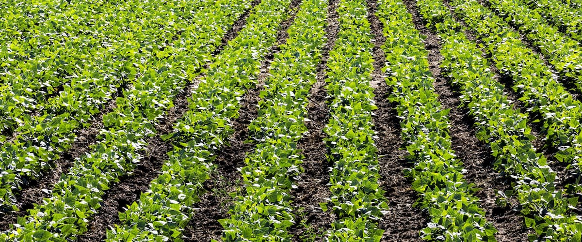 Rows of green potato plants in a field; Taber, Alberta, Canada