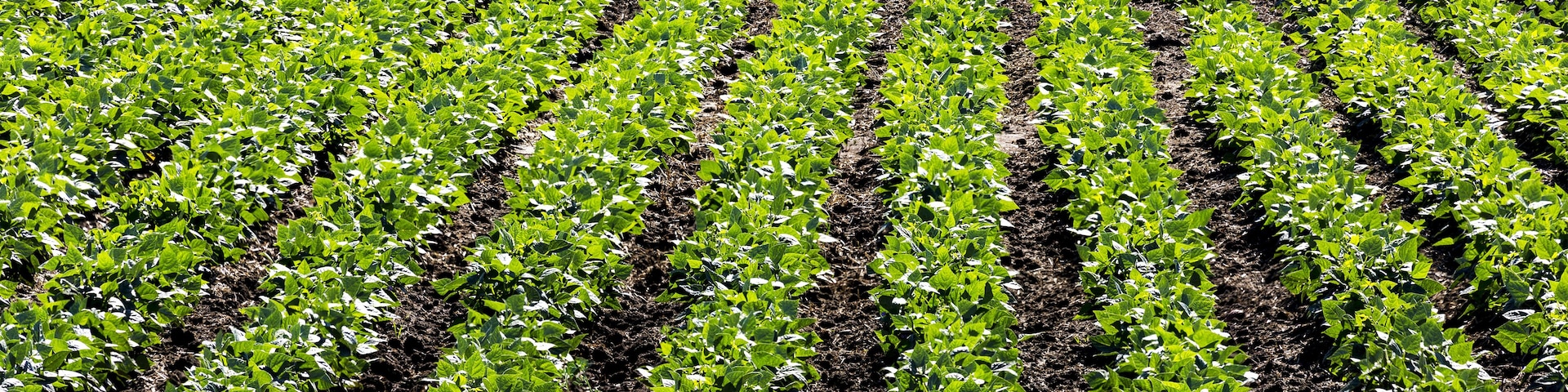 A vast agricultural field with rows of young plants.