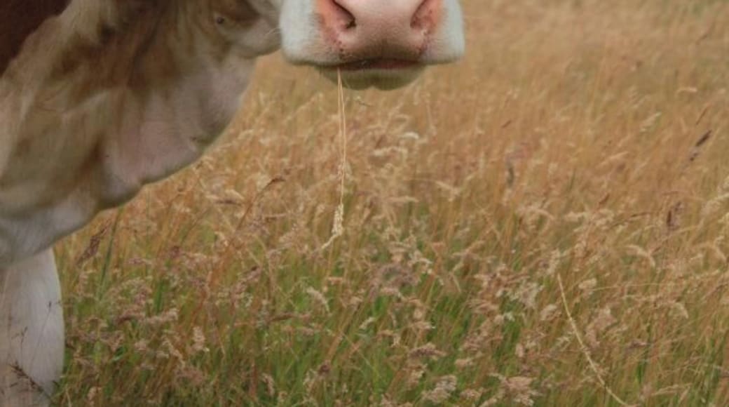 In a forest in the netherlands I saw this very photogenic cow. She even stopped chewing for a moment. How I love animals.
This was definitely worth the walk. As the flattest country ever, I actually needed to walk up a bit. But the view was amazing, especially with these big fellas joining me.