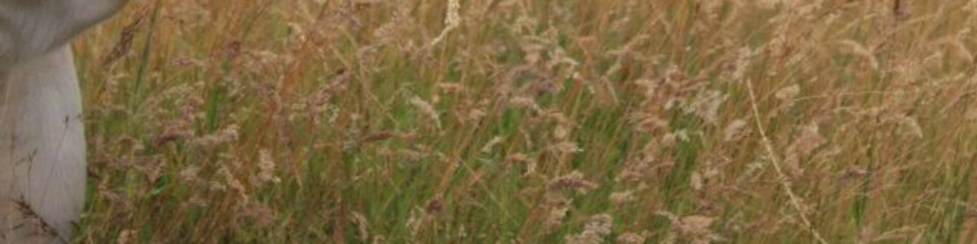 In a forest in the netherlands I saw this very photogenic cow. She even stopped chewing for a moment. How I love animals.
This was definitely worth the walk. As the flattest country ever, I actually needed to walk up a bit. But the view was amazing, especially with these big fellas joining me.