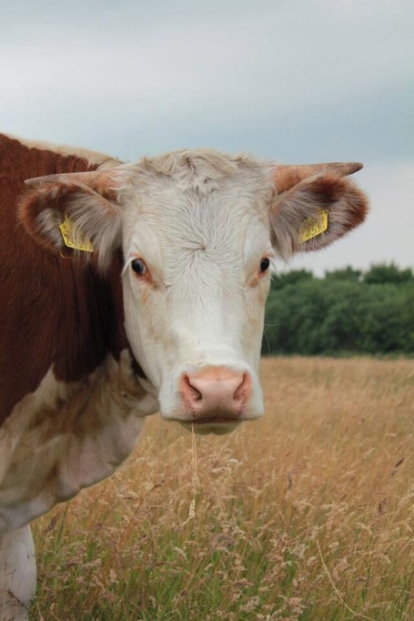 In a forest in the netherlands I saw this very photogenic cow. She even stopped chewing for a moment. How I love animals. 
This was definitely worth the walk. As the flattest country ever, I actually needed to walk up a bit. But the view was amazing, especially with these big fellas joining me.