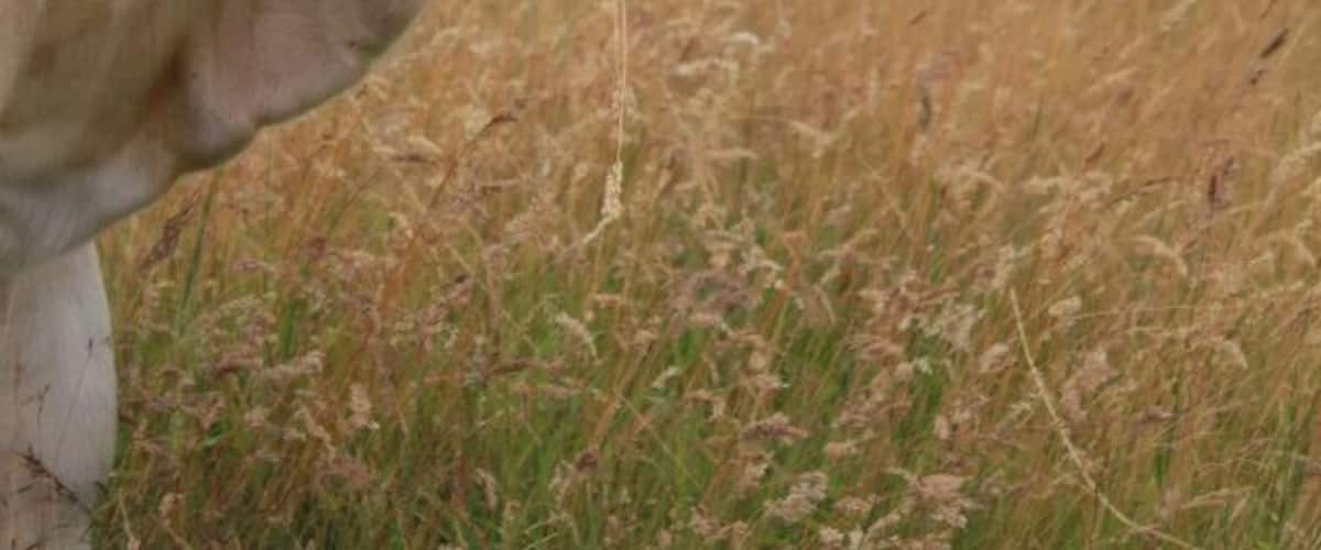 A cow with a yellow ear tag in a field.