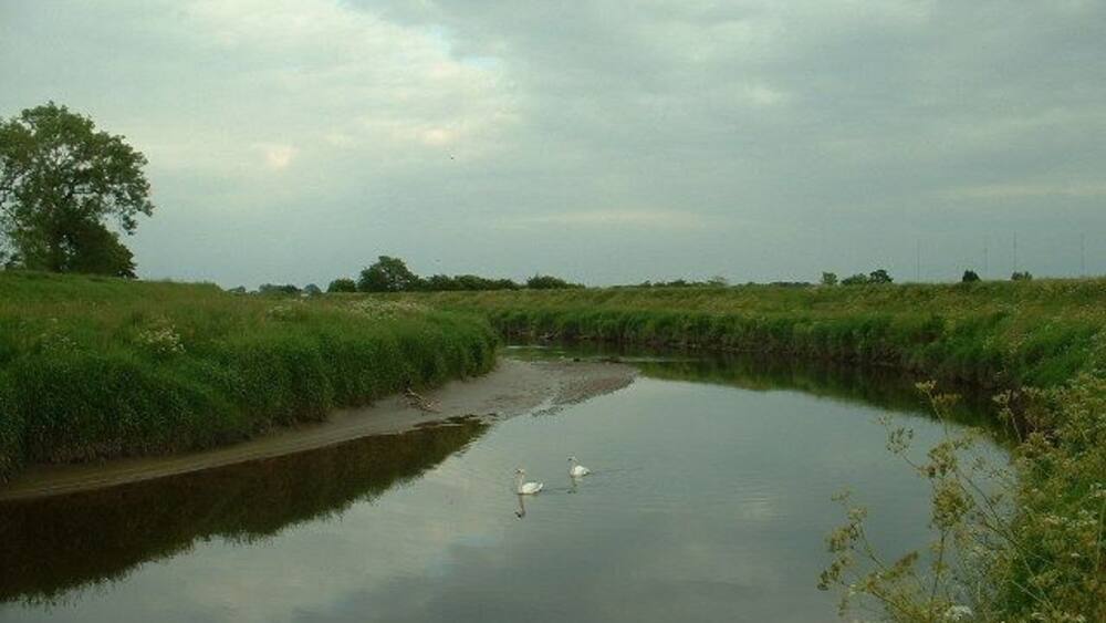 Ein ruhiger Fluss mit einem Schwan, umgeben von grasbewachsenen Ufern und Bäumen unter einem bewölkten Himmel.