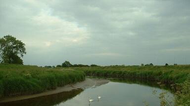 Une rivière paisible où nage un cygne, bordée de rives verdoyantes et d’arbres, sous un ciel nuageux.