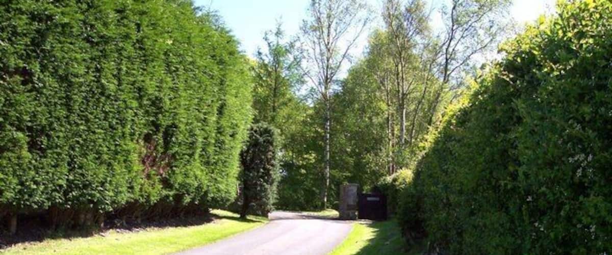 A rural road flanked by dense hedges and trees.