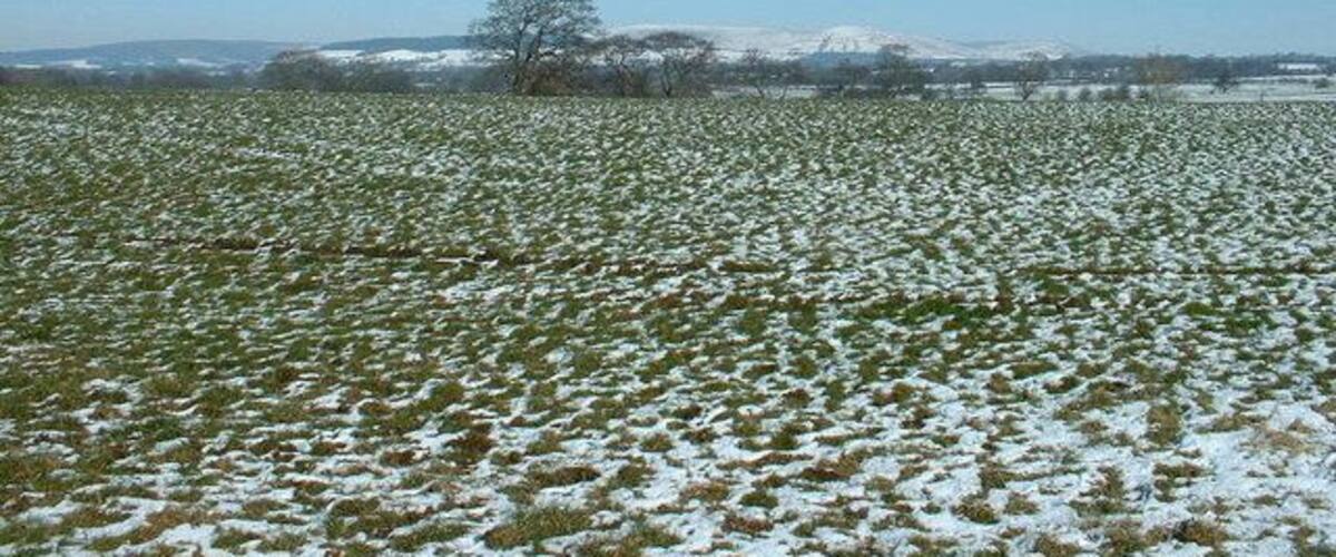 A snow-covered field with a clear blue sky and distant mountains.