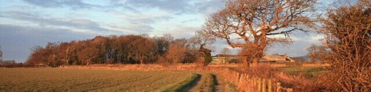 Ländliche Landschaft mit einem Feldweg, kahl stehenden Bäumen und einem Feld.