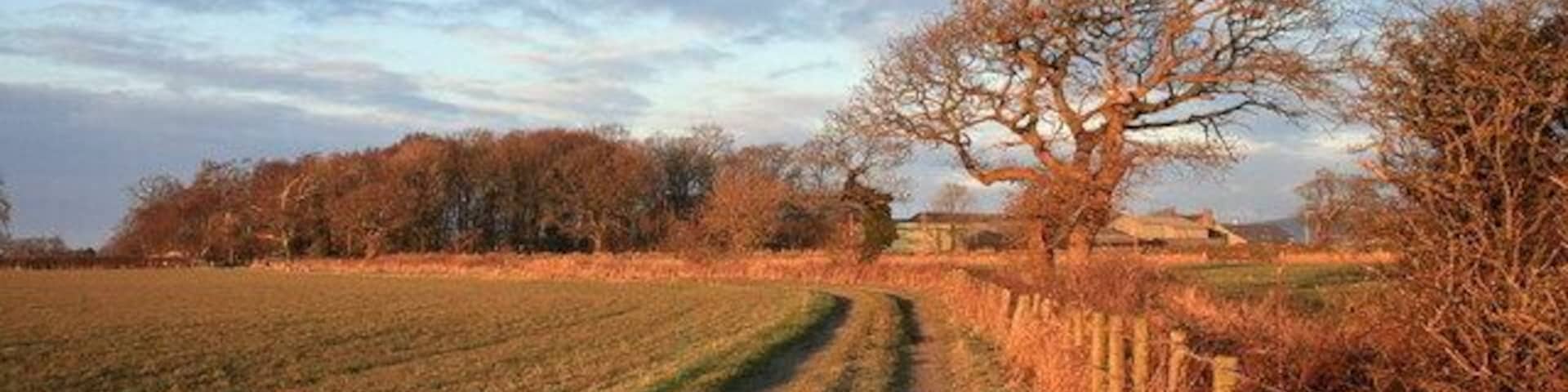 Paisaje rural con un camino de tierra, árboles sin hojas y un campo.