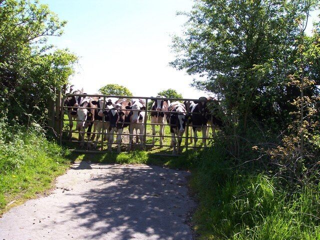 Curious calves at gate The gate is off Tithe Barn Lane near the M6
