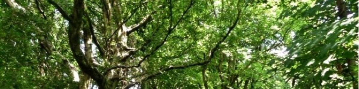 Path through the clough