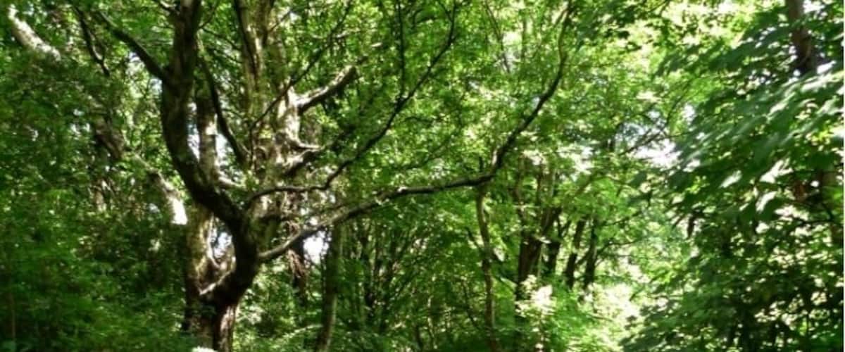 Path through the clough