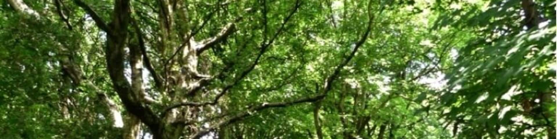 Path through the clough