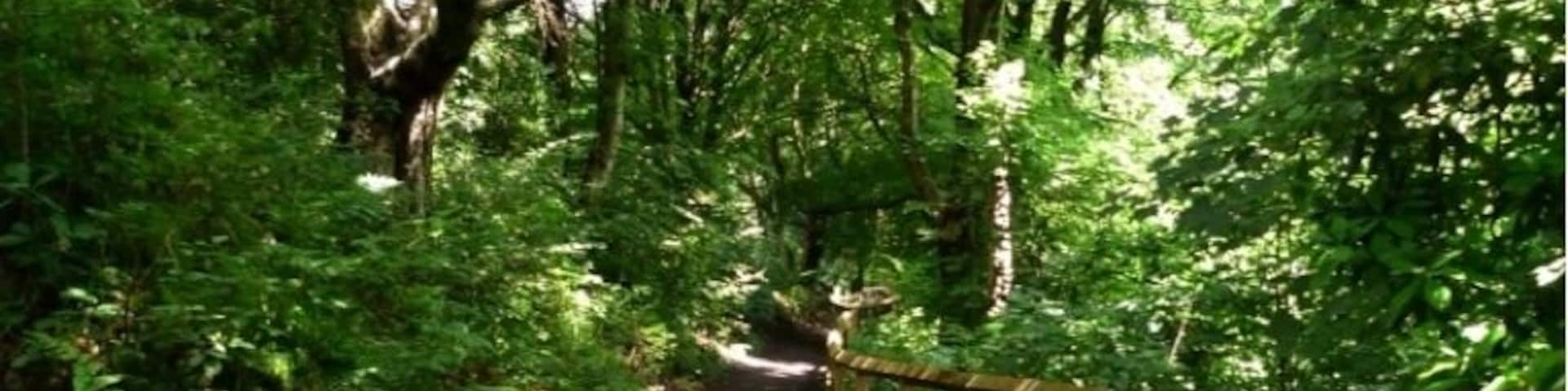Path through the clough