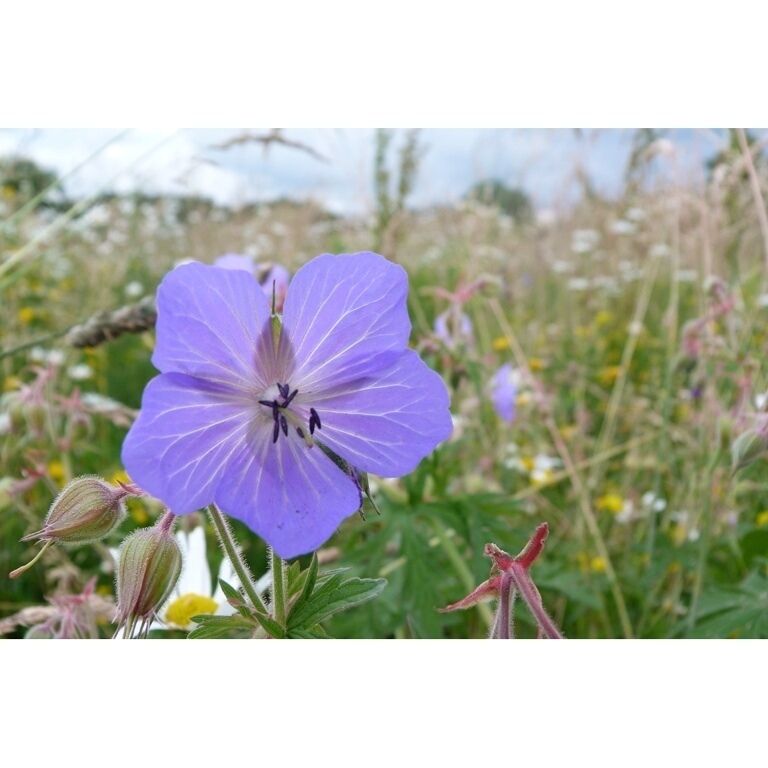 Caught this lovely flower whilst on a walk