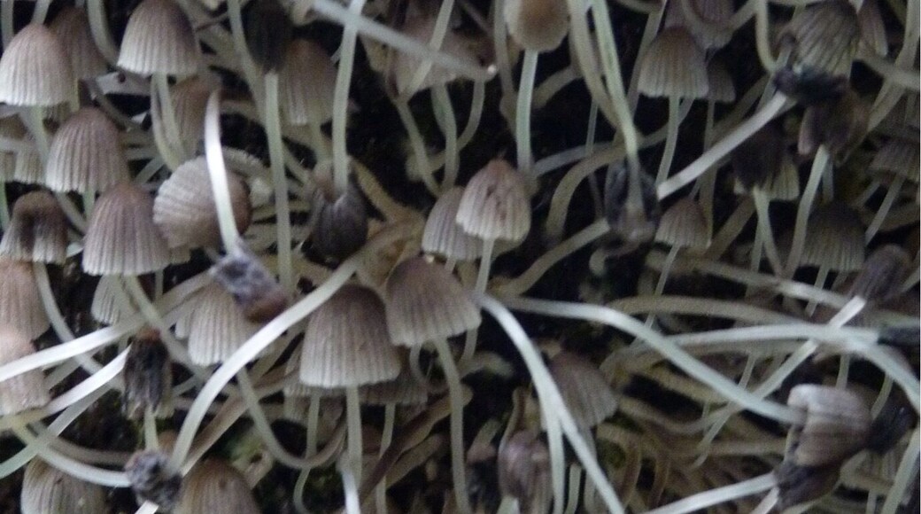 Mushrooms