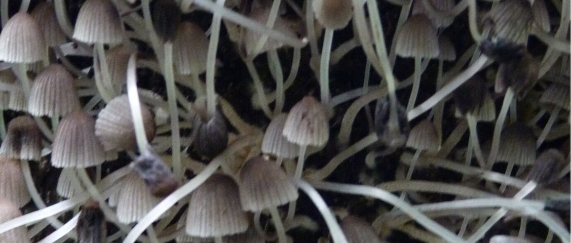 Mushrooms