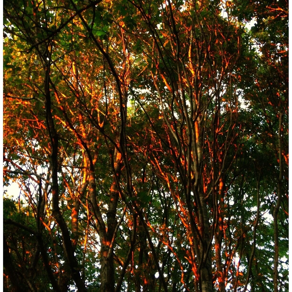 Caught the low September sun on the trees