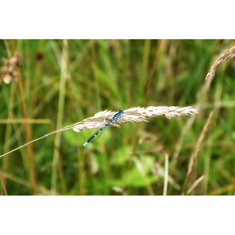 Managed to get a picture of this Damsel fly whilst on a walk