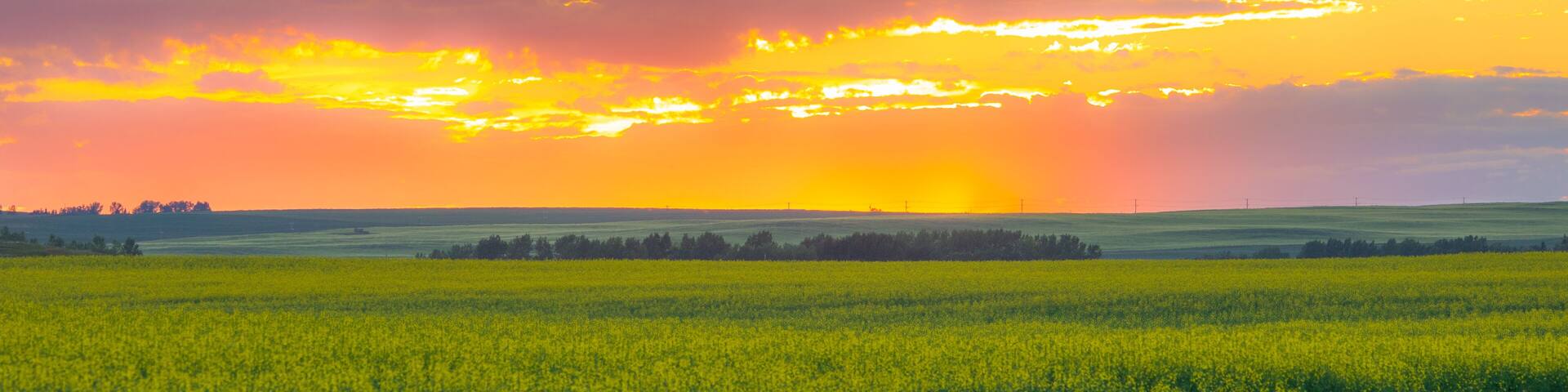 Sunset During Hot Summer Day In a Canola Field in Airdrie, Alberta, Canada