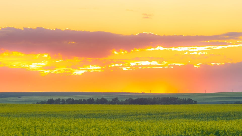 A field of yellow flowers under a sunset sky.