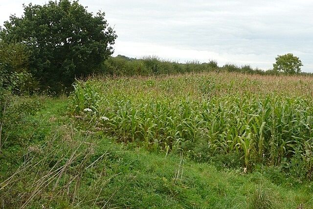 Maize at Lambden's Farm This field was extensively cropped with maize.