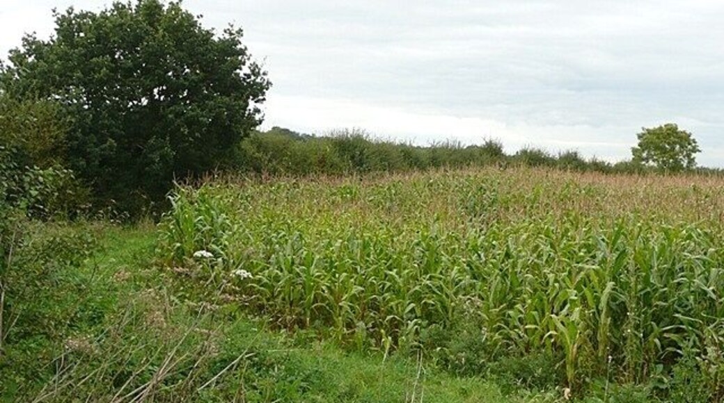Maize at Lambden's Farm This field was extensively cropped with maize.