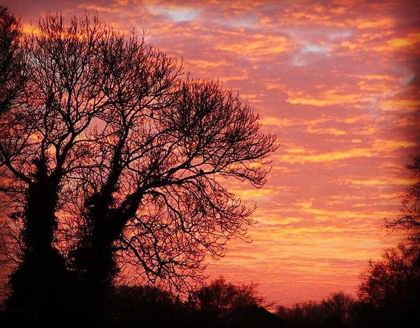 A silhouette of a tree against a sunset sky.