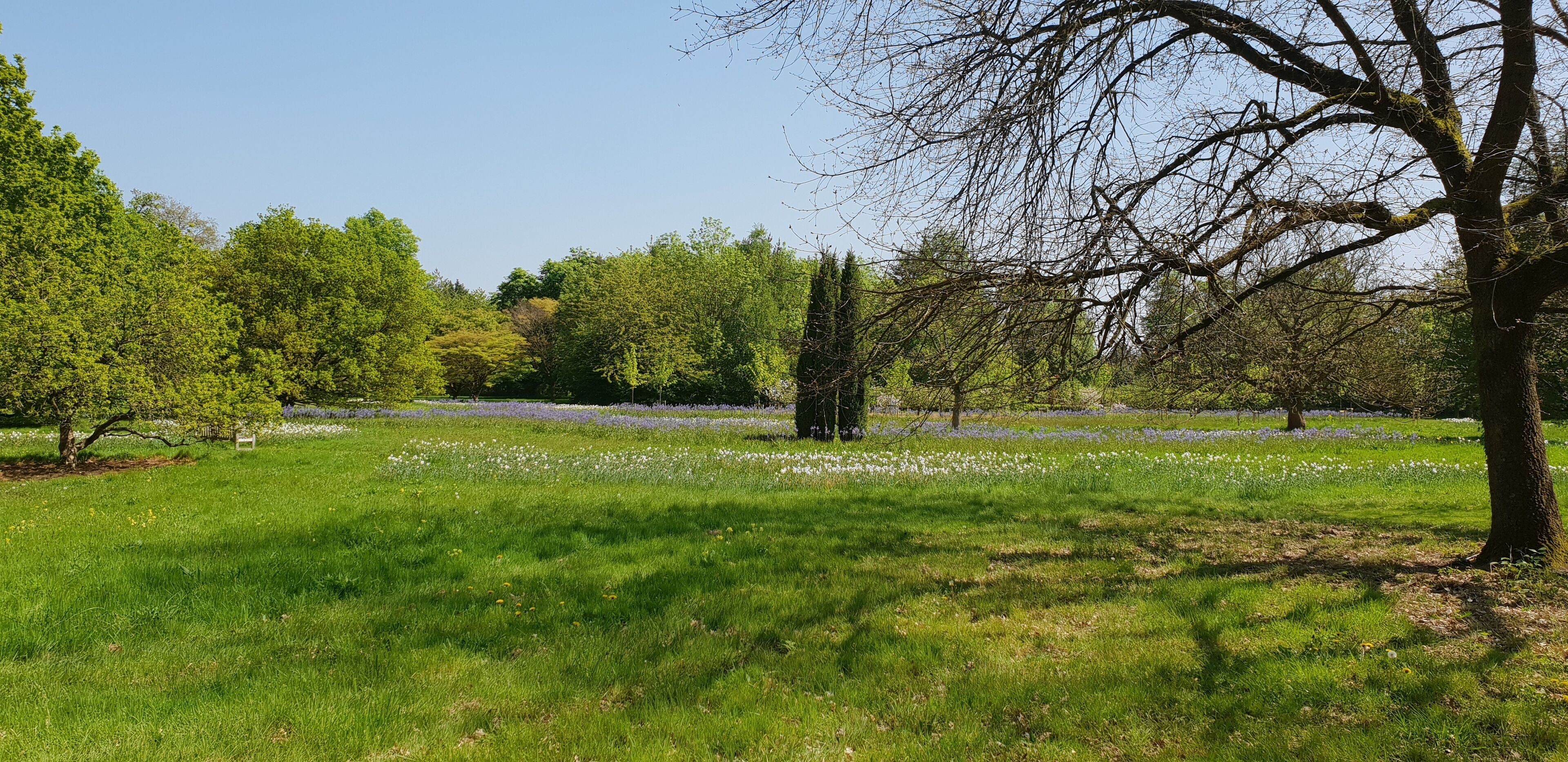 Harris Gardens, University of Reading. A view within the Harris Gardens, a botanic garden on the University of Reading's Whiteknight Campus, across the wildflower meadows.