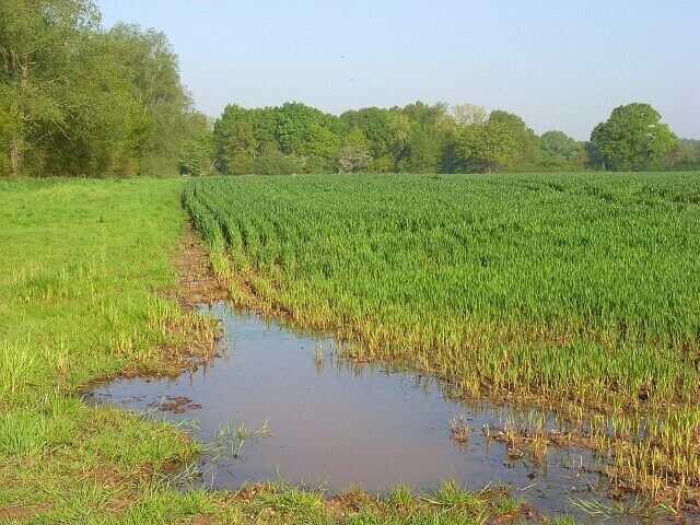 Farmland, Ruscombe Alongside the bridleway from West End and on land still to dry out after winter and spring rainfall.