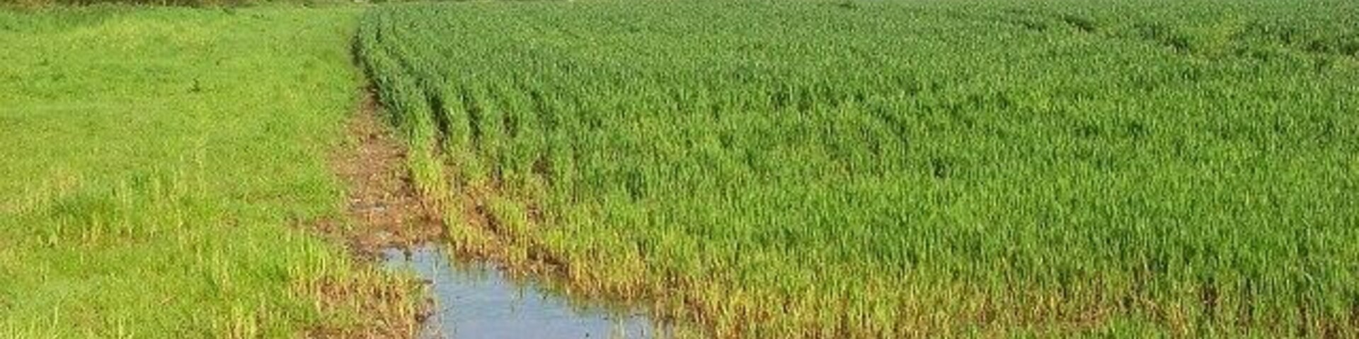 Un campo agrícola inundado con cultivos jóvenes y un pequeño canal de agua.
