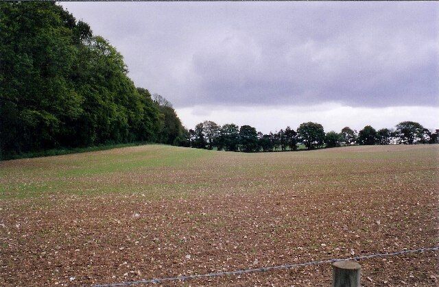 Vines Farm. Beyond the belt of Bur Wood is open farmland. The soil, as ever on the chalk downs, is flinty.