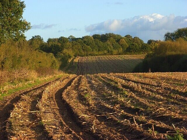 Um campo arado com fileiras de plantações, cercado por árvores e um céu claro.